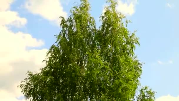 Abedul balanceándose en el viento contra el cielo azul — Vídeos de Stock