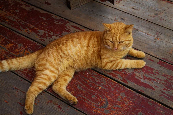 Un gato rojo y rayado yace en un primer plano de madera. — Foto de Stock