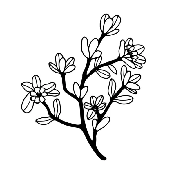 Branche Florale Plante Purslane Illustration Vectorielle Eps10 — Image vectorielle