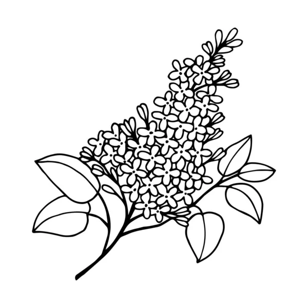 Branche Florissante Lilas Illustration Vectorielle Eps10 — Image vectorielle