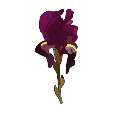 İris çiçeği moru. Vectaranas hisse senedi illüstrasyon eps10