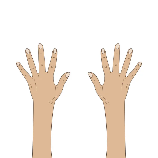 Weibliche Hände Frauenhände Isoliert Auf Weißem Hintergrund — Stockvektor