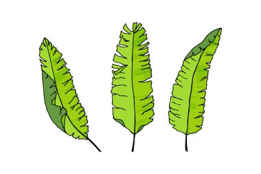 Tropikal yaprakların kusursuz vektör çizimi