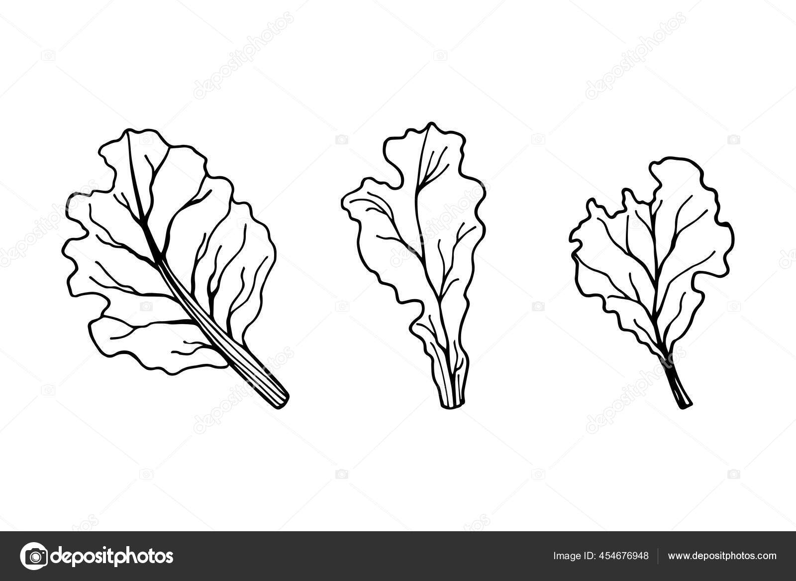 Lettuce Leaf Drawing