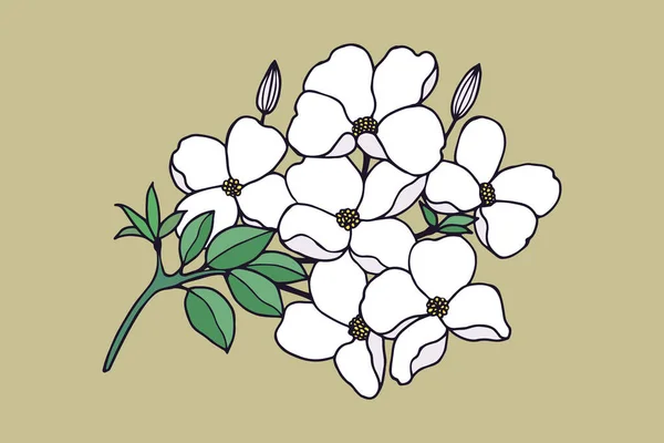 Çiçekli dal. Dogwood. Vektör hisse senedi illüstrasyonu E10.
