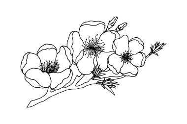 Çiçek açan şeftali dalı. Vektör hisse senedi çizimi E10. El çizimi, taslak. Beyaz arkaplanda izole et.