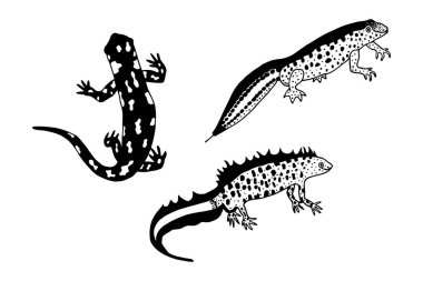 Benekli Semender, Filamentous Newt, Crested Newt. Vektör hisse senedi çizimi E10. El çizimi, taslak. Beyaz arkaplanda izole et.