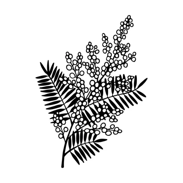 Planta Mimosa Ilustración Stock Vectorial Eps10 — Archivo Imágenes Vectoriales