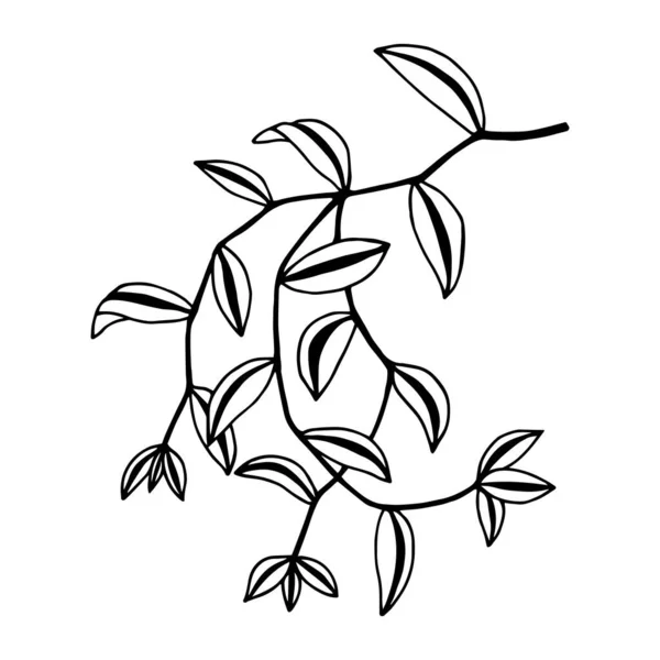 葉のある枝や輪郭線のイラストデザイン — ストックベクタ
