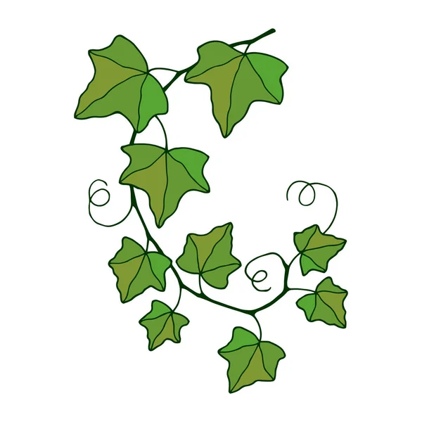 Vanlig Murgröna Växt Vektorbeståndets Illustrationeps10 — Stock vektor