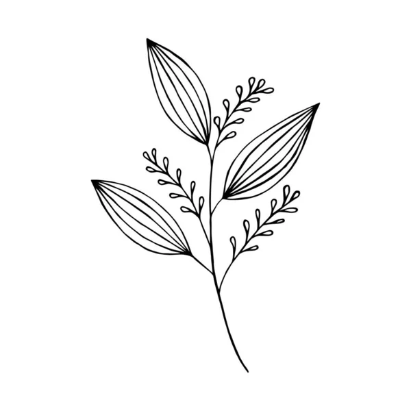 Plante Ornementale Contour Illustration Vectorielle Eps10 Dessin Manuel — Image vectorielle