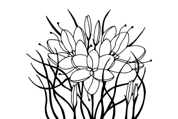 Flores Plantas Crocus Azafrán Ilustración Stock Vectorial Eps10 Dibujo Mano — Archivo Imágenes Vectoriales