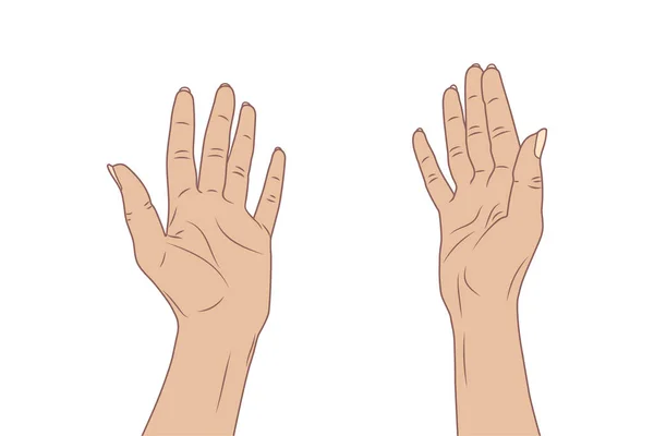 Les Mains Des Femmes Illustration Vectorielle Eps10 Isoler Sur Fond — Image vectorielle