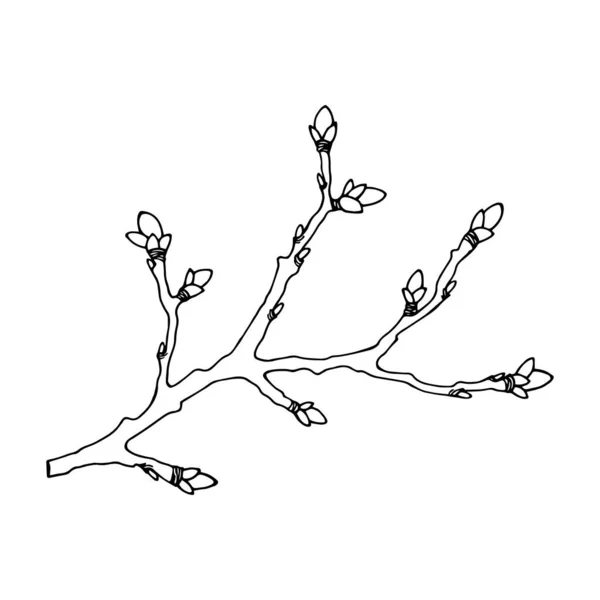 Tree Branches Black White Vector Illustration — Stock Vector