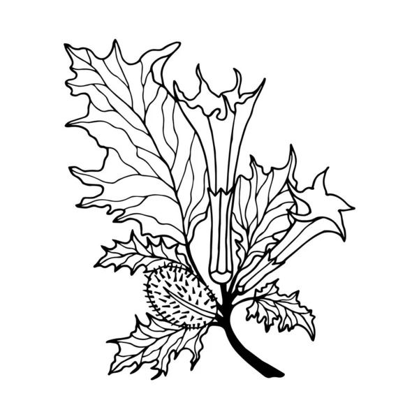 Illustration Vectorielle Noir Blanc Une Plante — Image vectorielle