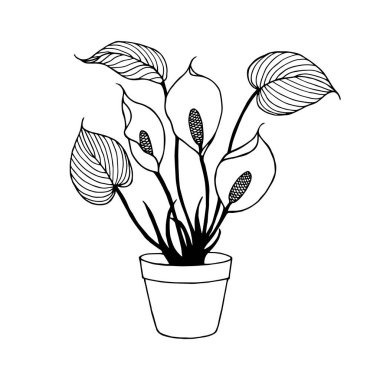Saksıdaki çiçekler Marsh Calla. Vektör hisse senedi çizimi E10. Özet, beyaz arkaplanda izole et.