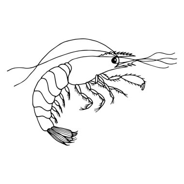 Karides. Vektör hisse senedi çizimi E10. Beyaz arkaplanda izole et, taslak, el çizimi.