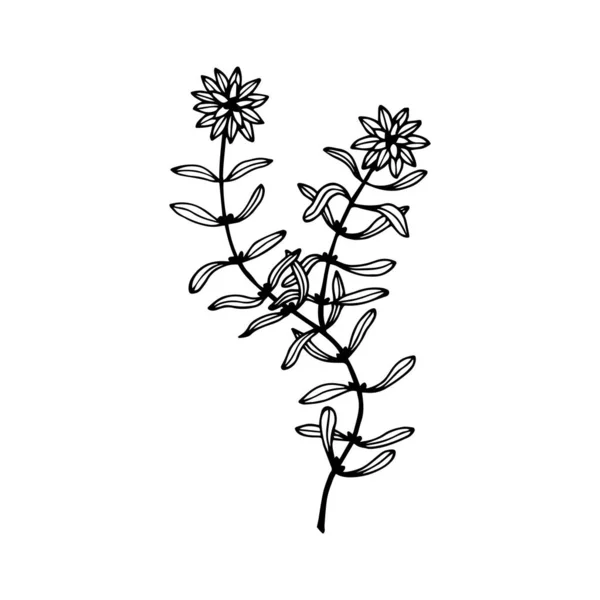 Algues Bolotnik Krasovlaska Illustration Vectorielle Eps10 Isoler Sur Fond Blanc — Image vectorielle