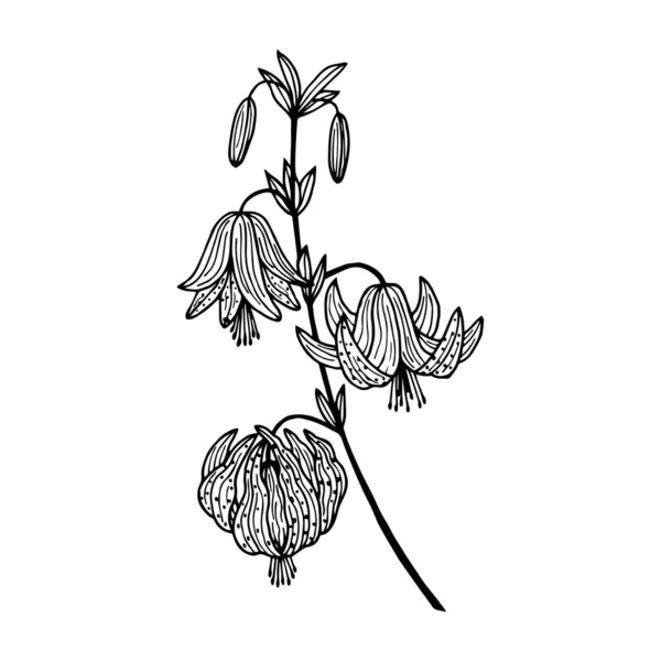 Lily Flowers Forest Illustration Vectorielle Eps10 Dessin Main Isoler Sur — Image vectorielle