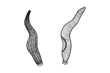 Bir yılan çiziminin vektör çizimi