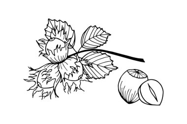 Yaprakları ve çiçekleri olan bir bitkinin el çiziminin vektör çizimi