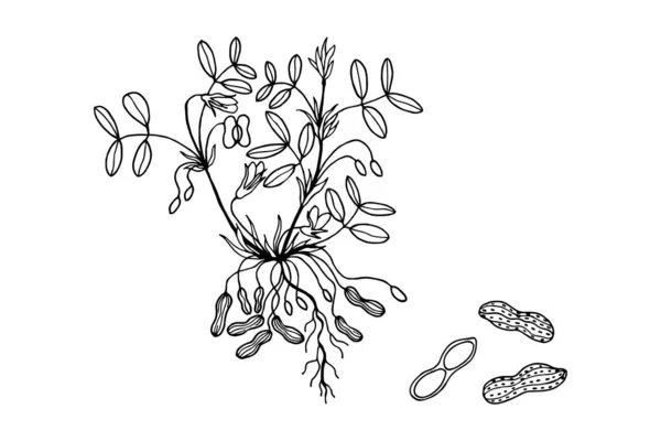 Illustration Vectorielle Une Branche Une Plante Avec Des Graines — Image vectorielle