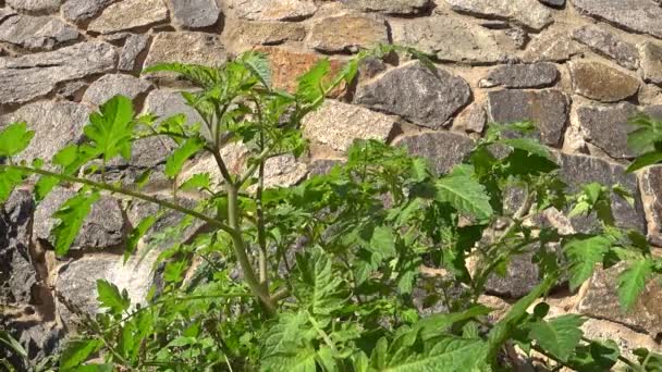 Καλοκαιρινή Φύση Πράσινα Φύλλα Ντομάτας Κοντά Ηλιόλουστη Μέρα — Αρχείο Βίντεο