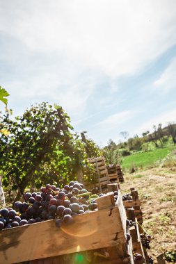 üzüm hasat