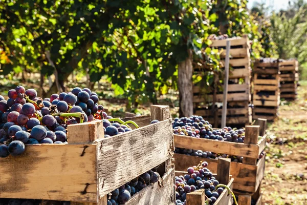 Colheita de uvas — Fotografia de Stock