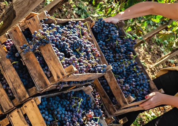 The Grape Harvest — Stock Photo, Image