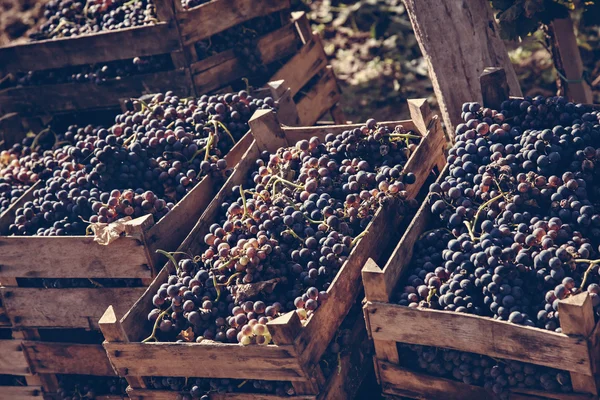 Colheita de uvas — Fotografia de Stock