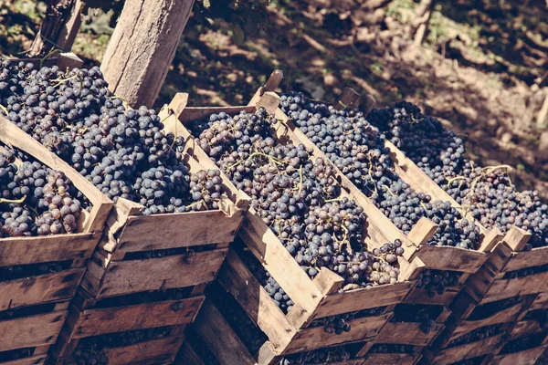 Colheita de uvas — Fotografia de Stock