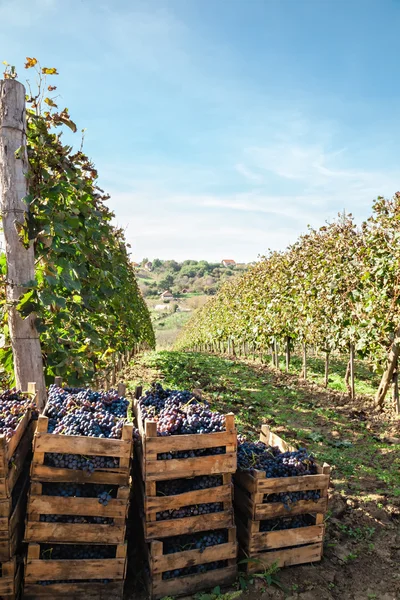 Colheita de uvas — Fotografia de Stock