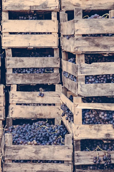 Colheita de uvas — Fotografia de Stock