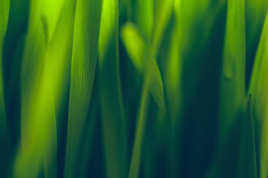 Genç buğday. Doğa artalanları