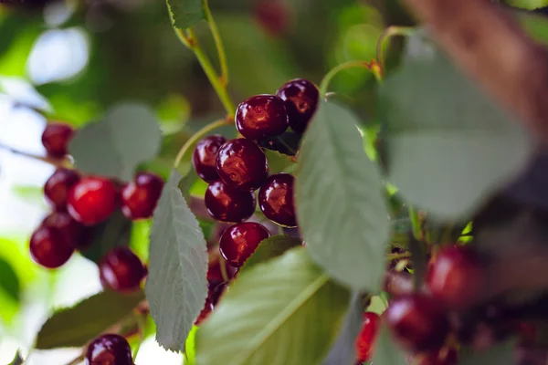 Cerezas maduras. Antecedentes — Foto de Stock