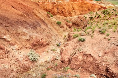 Mars rahatlaması. Yeşil bitki örtüsü olan kırmızı tepeler. Altai.