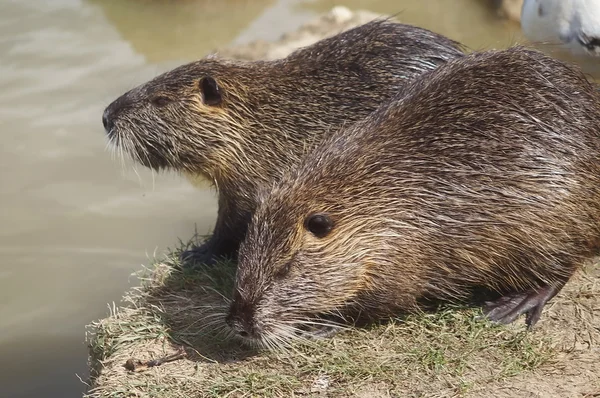 Su samuru Serravalle Park, Empoli, Toskana, İtalya