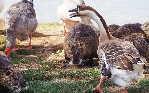 Gansos y nutrias en Serravalle Park, Empoli, Toscana, Italia — Foto de Stock