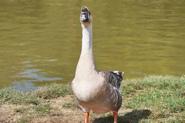 Ganso africano en Serravalle Park, Empoli, Toscana, Italia — Foto de Stock