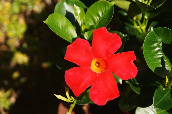 Мандевилльский Цветок Саду — стоковое фото