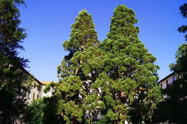 Sequoias Saltino Toszkána Olaszország — Stock Fotó