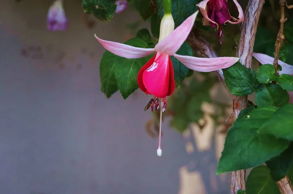 庭のフクシアの花 — ストック写真