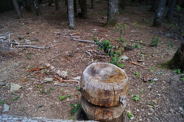 Seta Madera Tallada Tronco Árbol Bosque Vallombrosa Toscana Italia —  Fotos de Stock