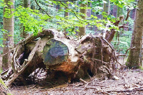 Talya Nın Toskana Kentindeki Vallombrosa Ormanında Kesilmiş Ağacın Kökü — Stok fotoğraf