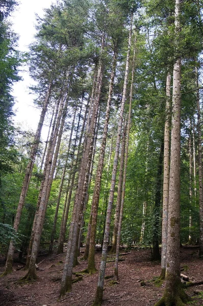 イタリア トスカーナ州バロンブロサの森の中のモミの木 — ストック写真