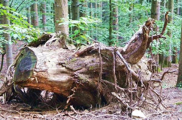 Wurzel Eines Gefällten Baumes Wald Von Vallombrosa Der Toskana Italien — Stockfoto