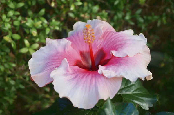 Белый Розовый Гибискус Цветок Саду — стоковое фото
