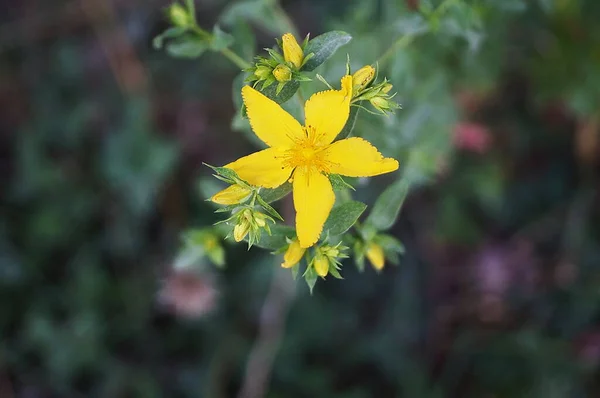 Hypericum Flowers Hypericum Perforatum Vallombrosa Toskánsko Itálie — Stock fotografie