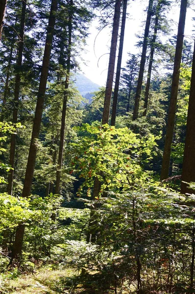 Vallombrosa Bos Toscane Italië — Stockfoto